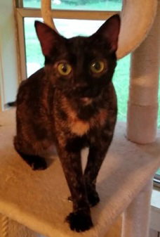 Kiki, Tortoiseshell