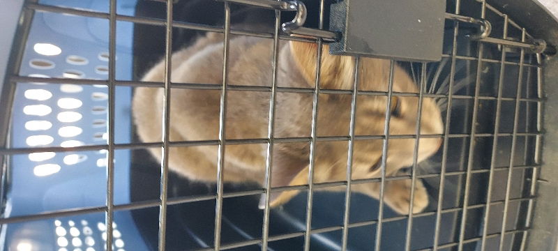 adoptable Cat in Pineville, LA named Chuck