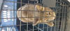 adoptable Cat in pineville, LA named Chuck