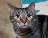adoptable Cat in pineville, LA named Whiskey