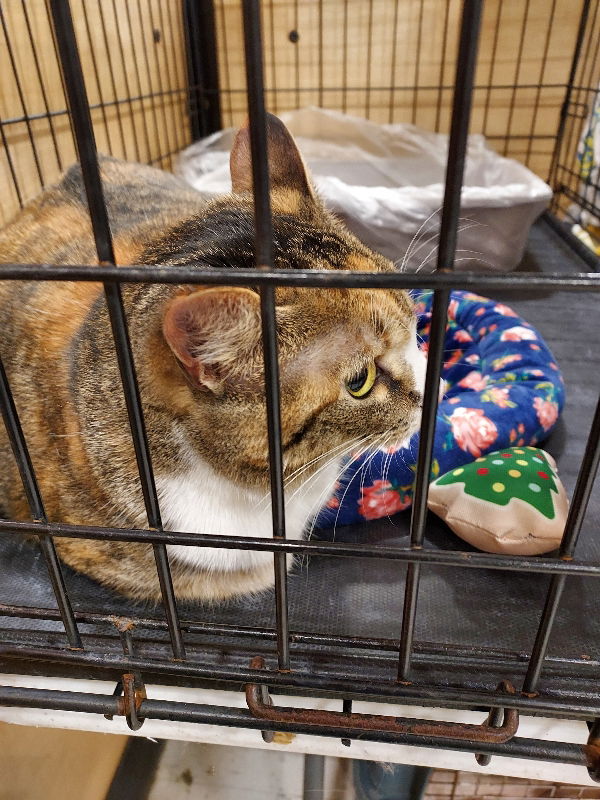 adoptable Cat in Pineville, LA named MacKenzie