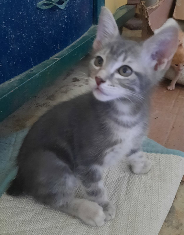 Cats for Adoption in Simmesport, Louisiana Alpha Paw