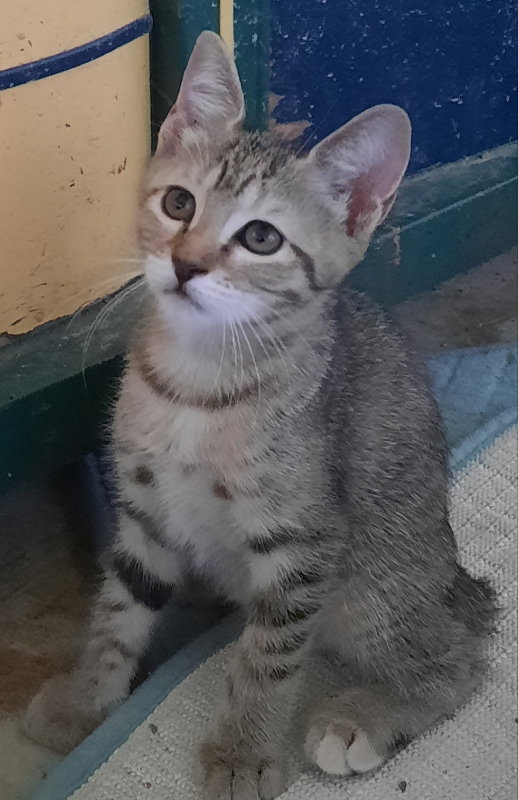 Cats for Adoption in Jena, Louisiana Alpha Paw