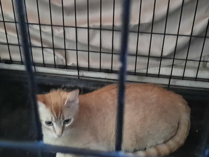 Cats for Adoption in Winnfield, Louisiana Alpha Paw