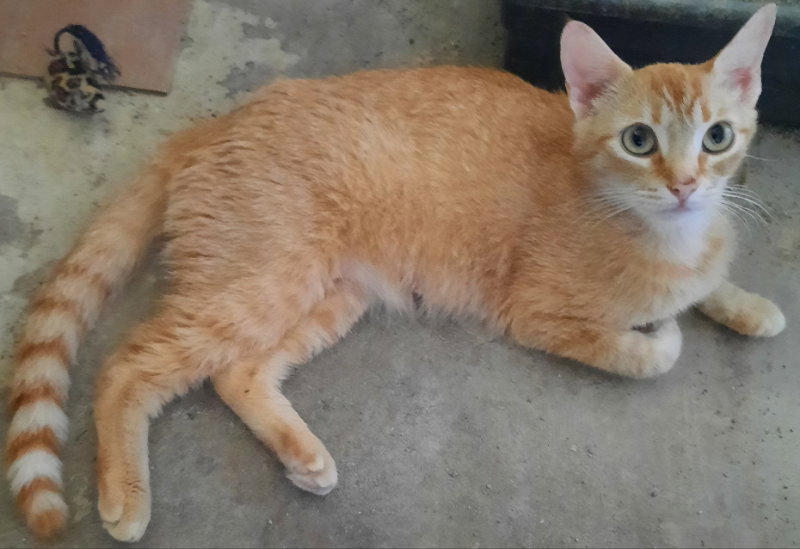 Cats for Adoption in Winnfield, Louisiana Alpha Paw