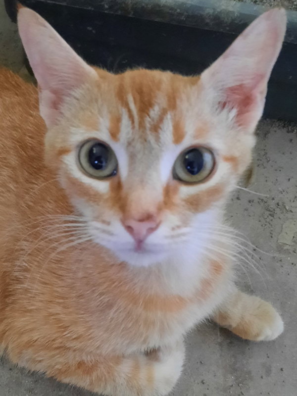 Cats for Adoption in Winnfield, Louisiana Alpha Paw