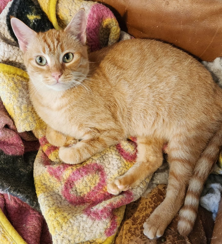 Cats for Adoption in Winn Parish, Louisiana Alpha Paw