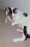 adoptable Cat in pineville, LA named Birch