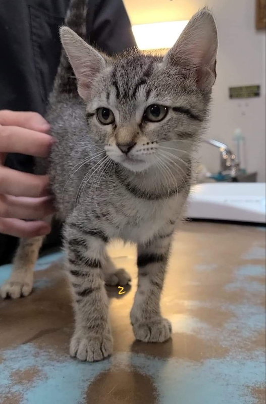 Cats for Adoption in Ville Platte, Louisiana Alpha Paw