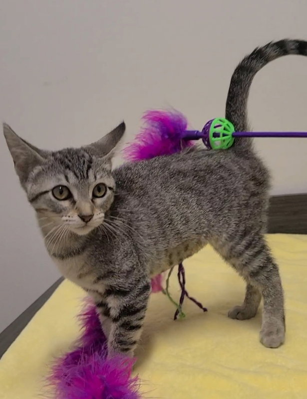 Cats for Adoption in Ville Platte, Louisiana Alpha Paw