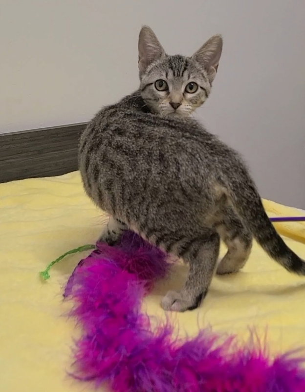 Cats for Adoption in Ville Platte, Louisiana Alpha Paw