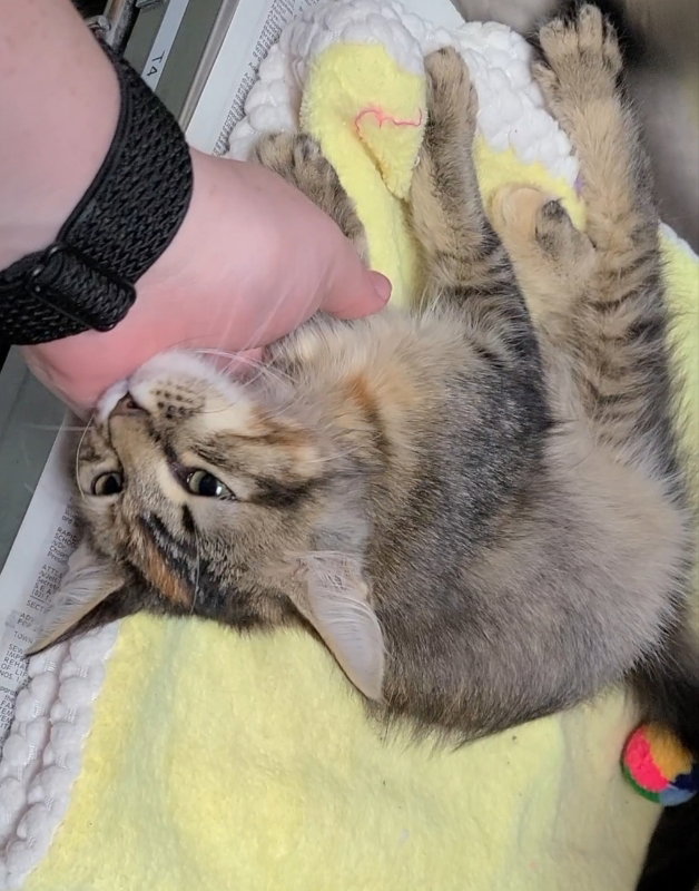 Cats for Adoption in Natchitoches, Louisiana Alpha Paw