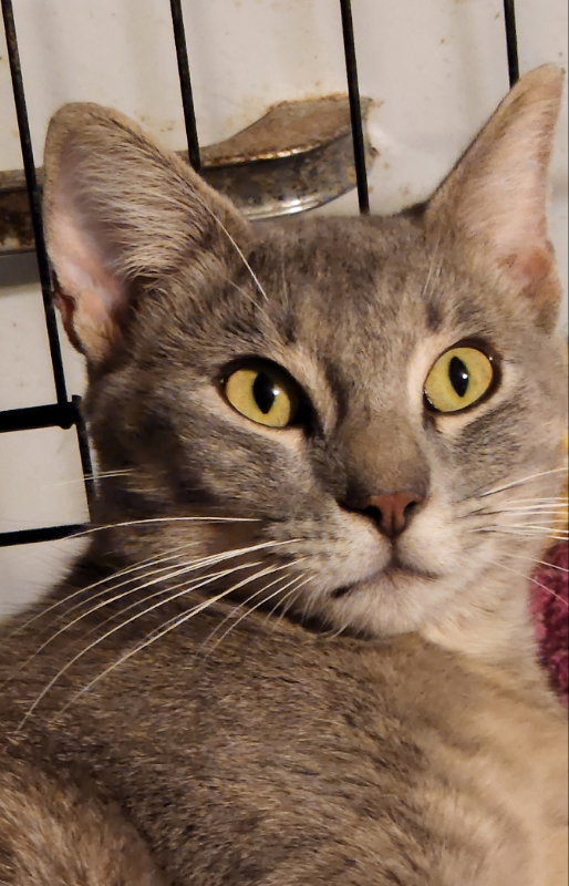 Cats for Adoption in Urania, Louisiana Alpha Paw