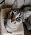 adoptable Cat in , LA named Sassafras