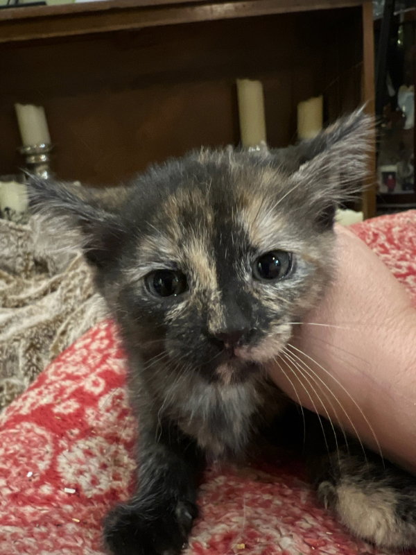Cats for Adoption in Winnfield, Louisiana Alpha Paw