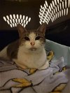 adoptable Cat in pineville, la, LA named Juliet