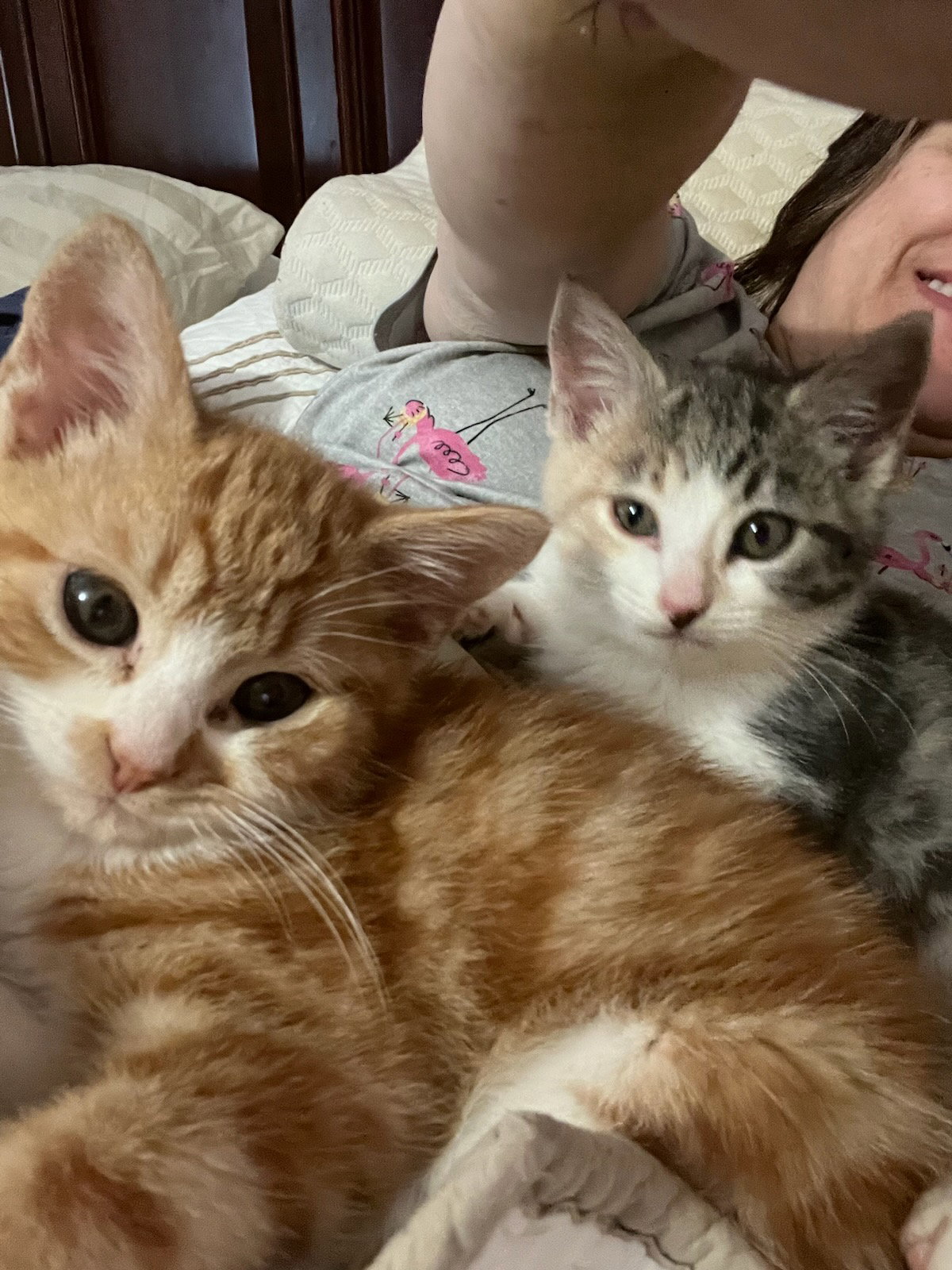 Cats for Adoption in Marksville, Louisiana Alpha Paw
