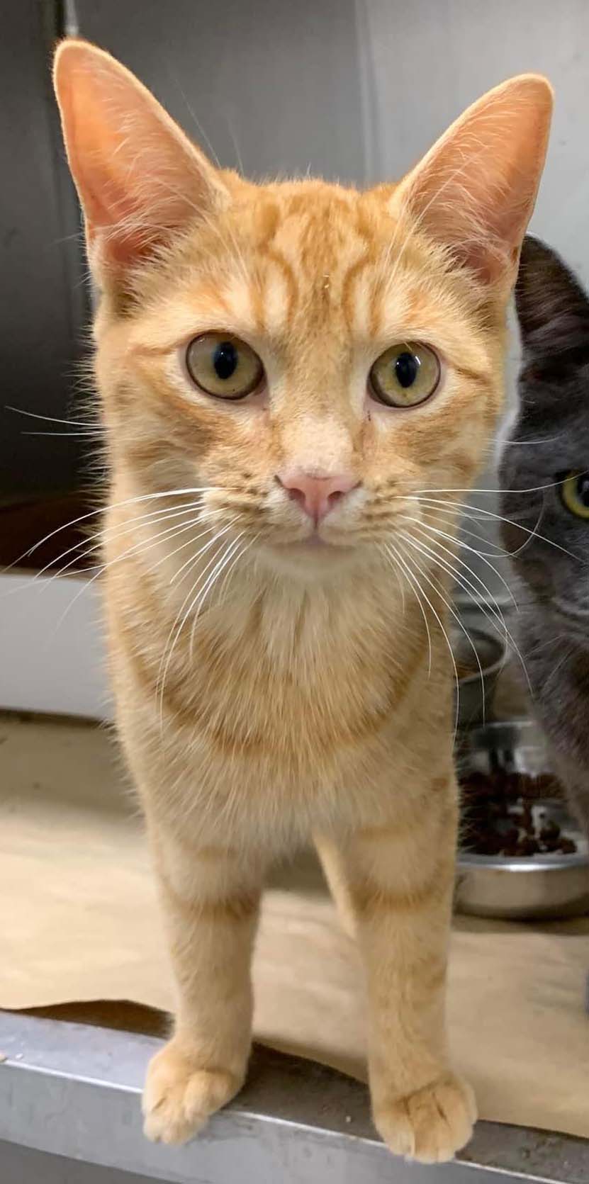Cats for Adoption in Marksville, Louisiana Alpha Paw