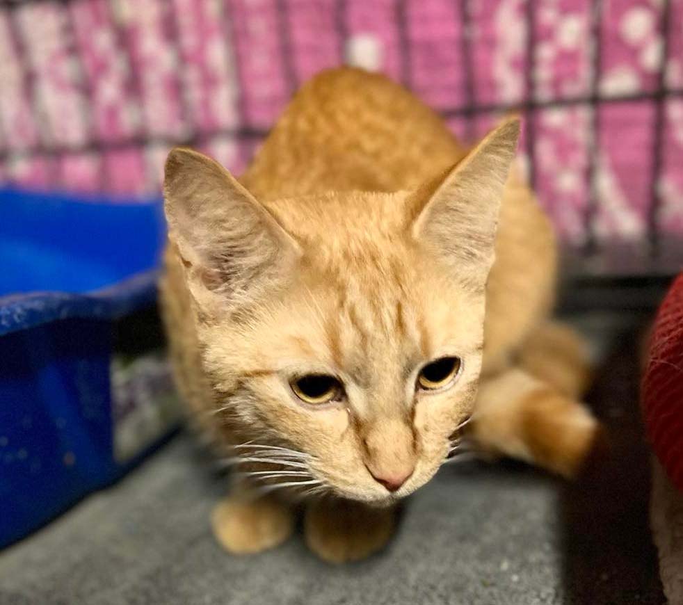 Cats for Adoption in Marksville, Louisiana Alpha Paw
