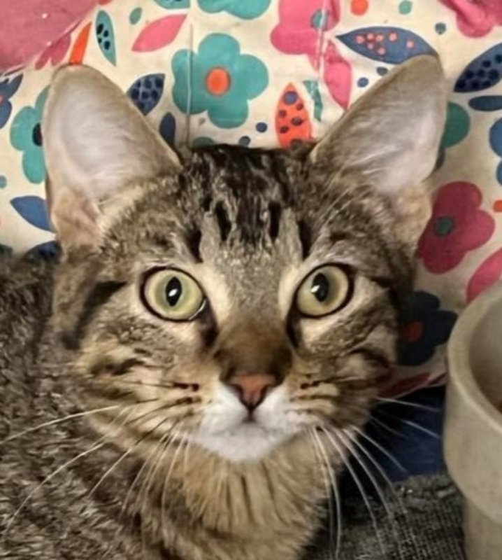 adoptable Cat in Pineville, LA named Lexi