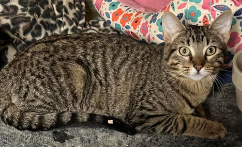 LEXI - Domestic Short Hair / Tabby available for adoption