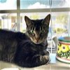 adoptable Cat in pineville, LA named Gracie