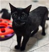 adoptable Cat in pineville, LA named Gemma