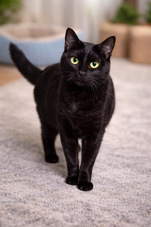WHITNEY - Domestic Short Hair available for adoption