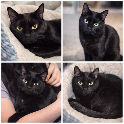 WHITNEY - Domestic Short Hair available for adoption