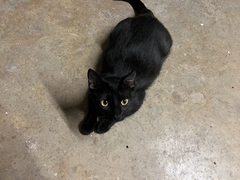 adoptable Cat in Pineville, LA named Whitney