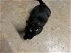 adoptable Cat in pineville, LA named Whitney