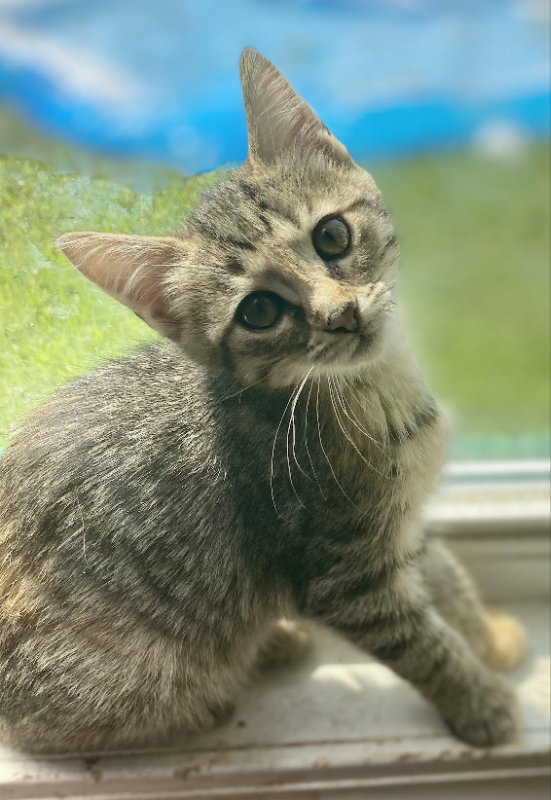 Cats for Adoption in La Salle Parish, Louisiana Alpha Paw