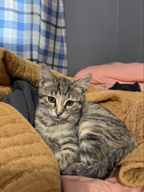 Cats for Adoption in La Salle Parish, Louisiana Alpha Paw