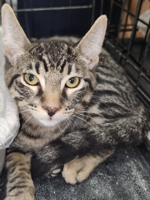 INDIGO - Domestic Short Hair available for adoption