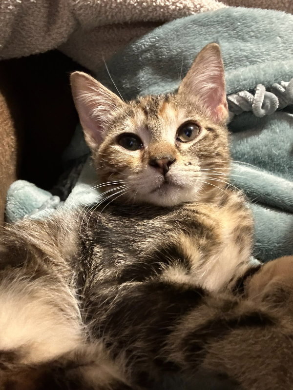 Cat adoption in Pineville, LA 71361 Domestic Short Hair / Tabby