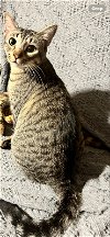 adoptable Cat in pineville, la, LA named Luna