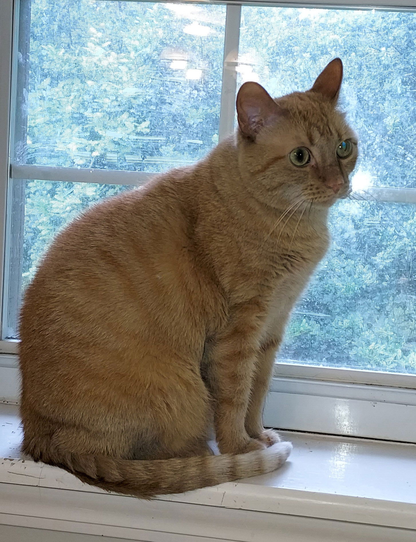 adoptable Cat in Pineville, LA named Sadie
