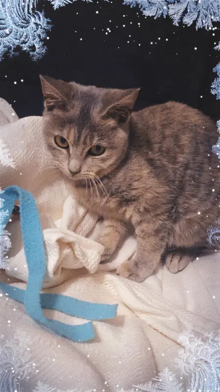 Ella image 2