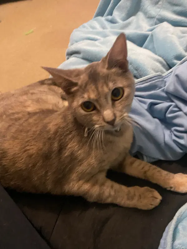 Ella - Domestic Short Hair