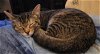 adoptable Cat in pineville, LA named Vixen