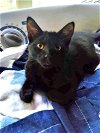 adoptable Cat in pineville, LA named Jeffrey