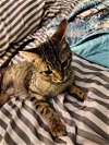 adoptable Cat in , LA named Tizzy