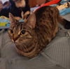 adoptable Cat in  named Sassy Girl