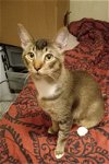 adoptable Cat in pineville, la, LA named Mohawk