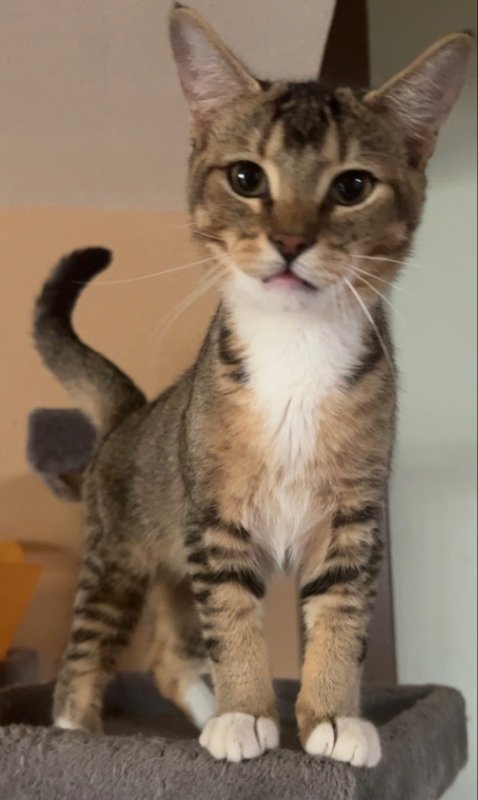 adoptable Cat in Pineville, LA named Dumplin