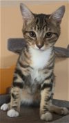 adoptable Cat in pineville, LA named Ziti