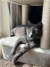 adoptable Cat in pineville, la, LA named Ramsey