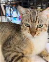 adoptable Cat in pineville, LA named Toby