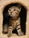 adoptable Cat in pineville, LA named Signet