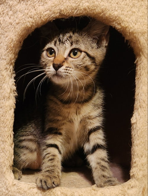 SIGNET - Tabby available for adoption